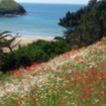 A Beautiful View Of  The Cove From The Gardens at Trewoon - added 29/06/2011 by Vicki & Anthony