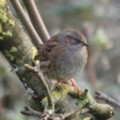 Dunnock in the seaside holiday cottage garden at Trewoon Poldhu Cove Mullion Cornwall - added 14/01/2012 by seasidecottagescornwall.co.uk