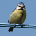 Blue Tit at seaside cottages cornwall - added 30/04/2012 by Mark and Doreen