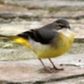 Yellow Wagtail in the seaside holiday cottage garden at Trewoon Poldhu Cove Mullion Cornwall - added 14/01/2012 by seasidecottagescornwall.co.uk