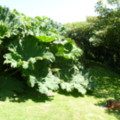 Our Giant Rhubarb (Gunnera) Hiding the Entrance to a Secluded Lawn - added 31/07/2011 by Nicola Parkman