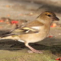 Chaffinch in the seaside holiday cottage garden at Trewoon Poldhu Cove Mullion Cornwall - added 14/01/2012 by seasidecottagescornwall.co.uk