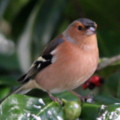 Chaffinch in the seaside holiday cottage garden at Trewoon Poldhu Cove Mullion Cornwall - added 15/01/2012 by seasidecottagescornwall.co.uk