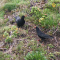 Choughs at the Lizard 2 - added 18/03/2012 by Dave and Val
