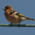Male chaffinch photographed in the gardens of seasidecottagescornwall.co.uk - added 30/04/2012 by Mark and Doreen