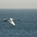 Swan Over The Sea At Marazion - added 22/12/2011 by John Wright