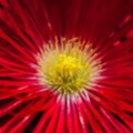 Livingstone Daisies 3 - added 02/07/2017 by John Wright