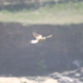 Bird of Prey photographed from the gardens of seasidecottagescornwall.co.uk Poldhu Cove - added 30/04/2012 by Mark and Doreen