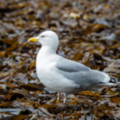 Herring Gull on Kelp  Lizard  by old lifeboat station - added 29/06/2015 by John Wright