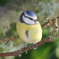 Blue Tit in the seaside holiday cottage garden at Trewoon Poldhu Cove Mullion Cornwall - added 13/01/2012 by seasidecottagescornwall.co.uk