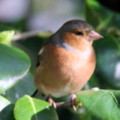 Chaffinch in the seaside holiday cottage garden at Trewoon Poldhu Cove Mullion Cornwall - added 15/01/2012 by Seaside Cottages Cornwall