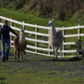 Lamas at Mullion Meadows - added 22/12/2011 by John Wright