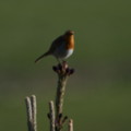 Robin photographed in the gardens of seasidecottagescornwall.co.uk - added 30/04/2012 by Mark and Doreen