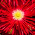 Livingstone Daisies 2 - added 02/07/2017 by John Wright