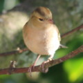 Chaffinch in the seaside holiday cottage garden at Trewoon Poldhu Cove Mullion Cornwall - added 13/01/2012 by seasidecottagescornwall.co.uk