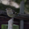 Juvenille Chaffinch - added 08/01/2012 by John Wright
