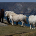 Wild Ponies at Church Cove Cliffs - added 15/10/2012 by John Wright