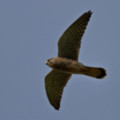 Kestrel Over Trewoon - added 22/12/2011 by John Wright