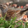 Dunnock in the seaside holiday cottage garden at Trewoon Poldhu Cove Mullion Cornwall - added 15/01/2012 by Seaside Cottages Cornwall