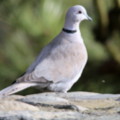 Collared Dove in the seaside holiday cottage garden at Trewoon Poldhu Cove Mullion Cornwall - added 15/01/2012 by Seaside Cottages Cornwall