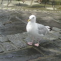 steve seagull - added 12/09/2011 by mrs winter