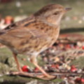 Dunnock in the seaside holiday cottage garden at Trewoon Poldhu Cove Mullion Cornwall - added 15/01/2012 by Seaside Cottages Cornwall