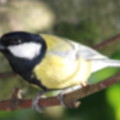 Great Tit in the seaside holiday cottage garden at Trewoon Poldhu Cove Mullion Cornwall - added 13/01/2012 by seasidecottagescornwall.co.uk