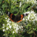 butterflies everywhere in the garden - added 13/09/2011 by mrs winter
