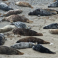 Seals Resting In A Cove At Godrevy - added 22/12/2011 by John Wright