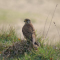 Kestrel at Poldhu - added 18/03/2012 by Dave and Val