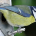 Blue Tit in the seaside holiday cottage garden at Trewoon Poldhu Cove Mullion Cornwall - added 15/01/2012 by Seaside Cottages Cornwall
