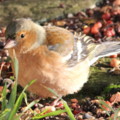 Male Chaffinch in the seaside holiday cottage garden at Trewoon Poldhu Cove Mullion Cornwall - added 13/01/2012 by seasidecottagescornwall.co.uk